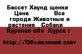 Бассет Хаунд щенки › Цена ­ 20 000 - Все города Животные и растения » Собаки   . Курская обл.,Курск г.